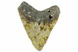 Fossil Megalodon Tooth - North Carolina #346321-2